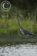 Grey Heron stalking fish.